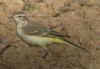 Yellow Wagtail