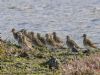 Golden Plover