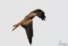 Red Kite