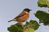 Stonechat