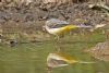 Grey Wagtail