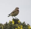 Wheatear