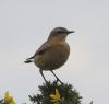 Wheatear