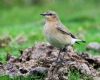 Wheatear