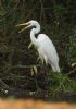 Great White Egret