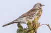 Fieldfare