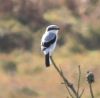 Great Grey Shrike