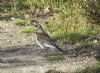 Fieldfare