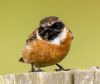 Stonechat