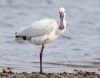 Spoonbill