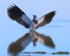 Lapwing