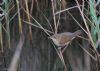 Reed Warbler