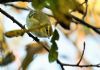 Yellow-browed Warbler