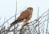 Kestrel