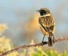 Stonechat