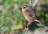 Stonechat