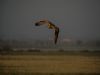 Short-eared Owl