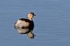 Little Grebe