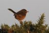 Dartford Warbler