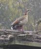 Egyptian Goose