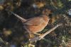 Dartford Warbler