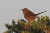 Dartford Warbler