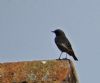 Black Redstart