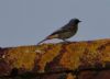 Black Redstart