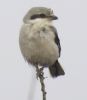 Great Grey Shrike