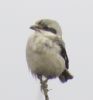 Great Grey Shrike