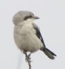 Great Grey Shrike