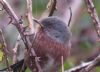 Dartford Warbler