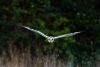 Short-eared Owl