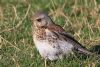 Fieldfare