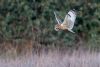 Short-eared Owl