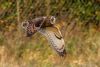 Short-eared Owl