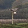 Buzzard