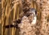 Bearded Tit