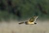 Short-eared Owl