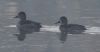 Ring-necked Duck