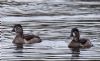 Ring-necked Duck