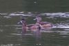 Ring-necked Duck