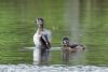 Ring-necked Duck