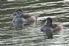 Ring-necked Duck