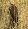 Marsh Harrier