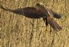 Marsh Harrier