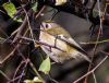 Goldcrest