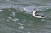 Grey Phalarope