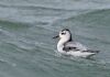 Grey Phalarope