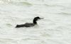 Great Northern Diver